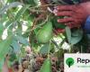 Avocado cultivation is drying up Morocco