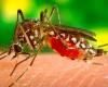 Malaria: a mosquito from Asia worries Africa