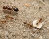 a second outbreak of electric ants, “extremely invasive”, discovered in France