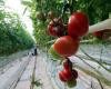 In Isigny-le-Buat, 500 people protest against tomato greenhouses