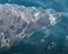 a great white shark, a species in “critical danger of extinction”, seen near the island of Porquerolles – Libération