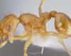 A second outbreak of electric ants, a very aggressive invasive species, was discovered in the Var