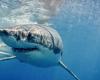 Var. A Great White Shark observed near the islands of Porquerolles and Port-Cros