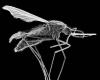 Upsurge in malaria cases: a mosquito from Asia worries Africa