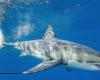 a white shark observed off the coast of Porquerolles