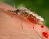 “Anopheles stephensi”, this new mosquito which worries Africa