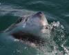 A great white shark photographed by a fisherman in the Var, an extremely rare event in the Mediterranean