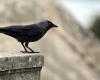 Who are the jackdaws, these birds which destroy crops and cause fires?