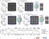 Scientists analyze virus protein structure to advance RSV vaccines