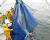 Fishing in the Channel. An agreement on a fishing technique was found between French, Belgians and Dutch