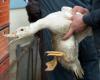 The Federal Council opposes the initiative against foie gras, without counter-proposal – rts.ch