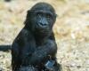 Baby gorilla dies due to human error at Calgary Zoo