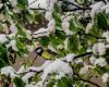 Cold and snow: France prepares for the first winter episode of the season: News