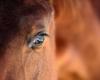 In Sarthe, rhinopneumonia forces the European Horse Center to cancel its next competition