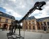 RTL Infos – Yvelines: A giant dinosaur skeleton sold for 6 million euros