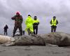 Kazakhstan: 2000 seals of an endangered species died in 1 month