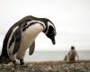 Argentina: three years in prison for killing penguins