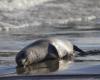 Seal massacre in Kazakhstan: investigation underway