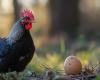 The egg or the chicken? The question that Aristotle asked himself more than 2,300 years ago may have just found its answer