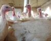 A third outbreak of avian flu detected in Quebec