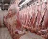 Sheep meat prices are rising again at Casablanca slaughterhouses