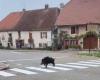 UNUSUAL. Well behaved, when the wild boar crosses the village… on the pedestrian crossing