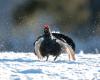 Hautes-Alpes: suspension of hunting for galliformes