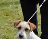 A worrying series of dog disappearances in Orne has owners fearing the worst