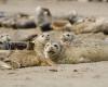 nearly 2,000 seals of an endangered species dead in one month