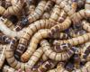 Discovery of a new species of plastic-eating worm in Africa