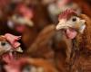 A child infected with the bird flu virus in the United States