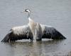 an infected common crane discovered near Lake Puydarrieux