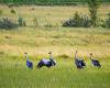 Avian flu: a confirmed case in the North-East of the Hautes-Pyrénées