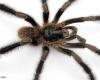 Discovery of a new giant, hairy spider that fascinates scientists