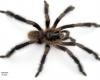 A new giant tarantula discovered in Cuba