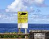 Reunion. The appearance of a shark leads to an evacuation in the middle of a surfing competition