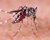 Study estimates one in five cases of dengue fever linked to climate change