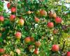 A yield of more than 59 thousand tonnes of apples in 2023