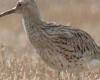 Confirmed extinction of a bird last seen in Morocco