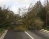 IN PICTURES. Fallen trees, flooded roads… Storm Caetano causes damage in Morbihan