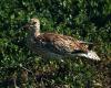 A study confirms the disappearance of the Slender-billed Curlew, a migratory bird last seen in Morocco