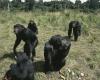 A Swiss study on chimpanzees proves that migration enriches their behavior – Libération