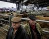 At the livestock market of Laissac, in Aveyron, peasant concern over Mercosur