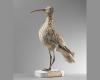 The Slender-billed Curlew has disappeared for good, the first extinction of a continental bird species in Europe, study finds