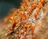 A colony of electric ants discovered in the Var: should we be worried?