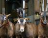 210 goats die in farm building fire