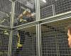 In Ille-et-Vilaine, this cage allows firefighters to train in the worst intervention conditions