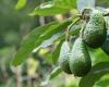 Avocado cultivation in Morocco: An environmental report details its impact on water shortage – Consonews