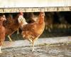 Avian influenza: the Morbihan chamber of agriculture demands better compensation