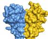 ADAR1, an enzyme whose pairwise association influences RNA editing